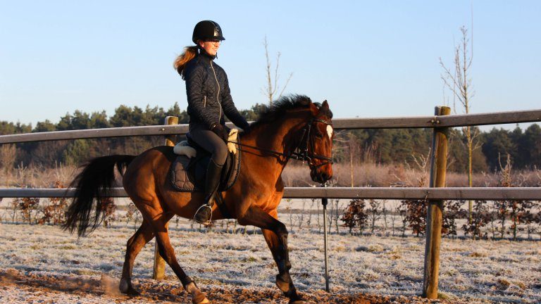 Horsetellerie Rheezerveen